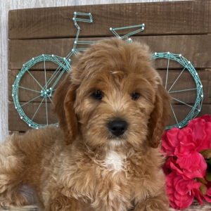Cockapoo Puppy Kelly