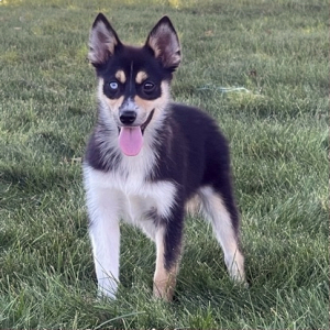 Pomsky Puppy Opal