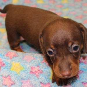 Dachshund Puppy Cody