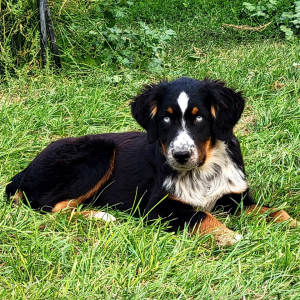 Australian Shepherd Puppy Rowdy