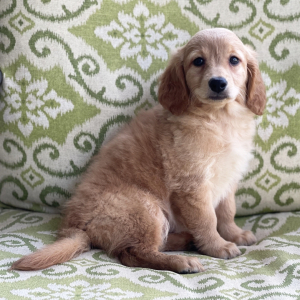Goldendoodle Puppy Tia