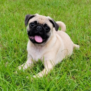 Pug Puppy Cash