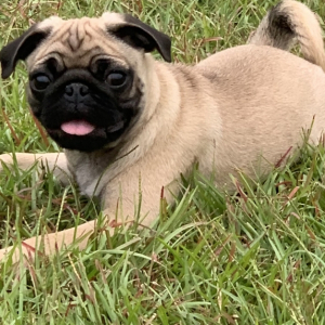 Pug Puppy Louie