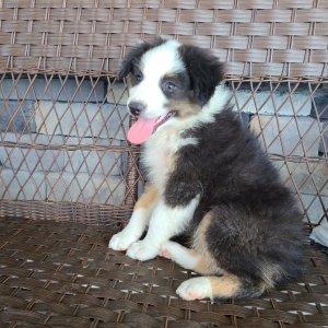 Australian Shepherd Puppy Diego