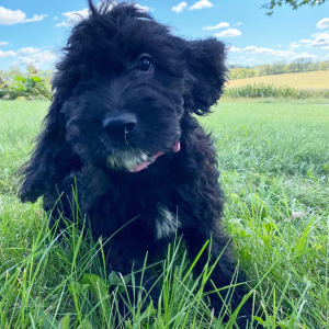 Springerdoodle Puppy Chloe