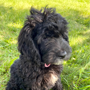 Springerdoodle Puppy Chloe