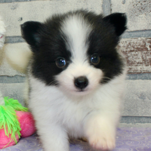 Pomeranian Puppy Lea