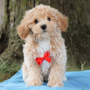Bichonpoo Puppy Spencer