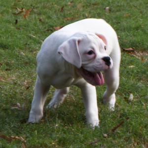Boxer Puppy Lacie