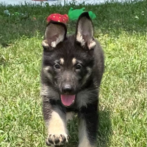 German Shepherd Dog Puppy Ross