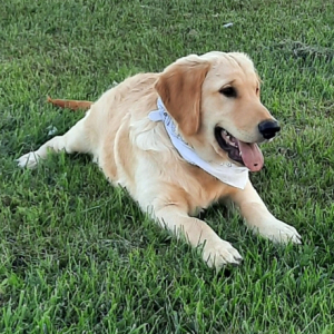Golden Retriever Puppy Dutch