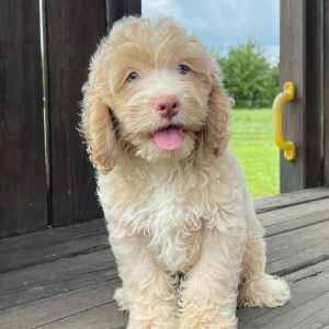 Cockapoo Puppy Jerry