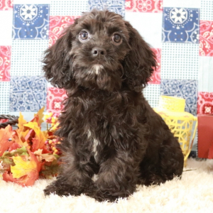 Cavapoo Puppy Jaylon