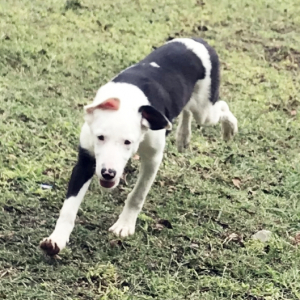 Border Collie Puppy Onxy