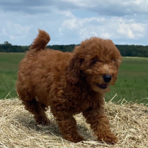 Goldendoodle Puppy Corbin