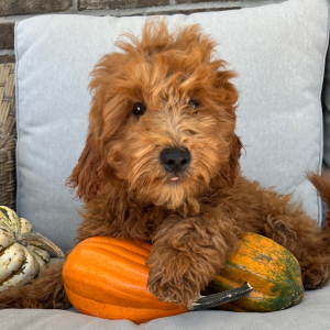 Goldendoodle Puppy Corbin