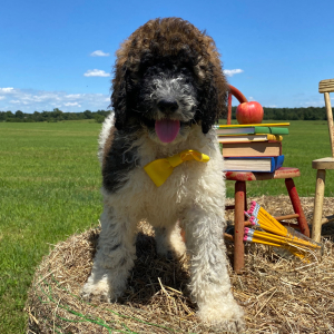 Poodle Puppy Rory