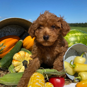 Poodle Puppy Nadia