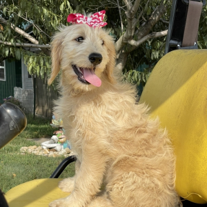Goldendoodle Puppy Haistings