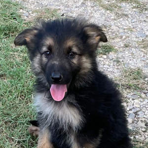 German Shepherd Dog Puppy Dayton