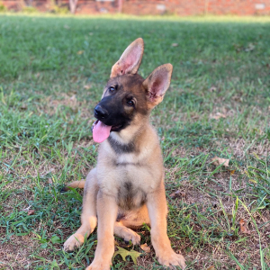 German Shepherd Dog Puppy Jaxs