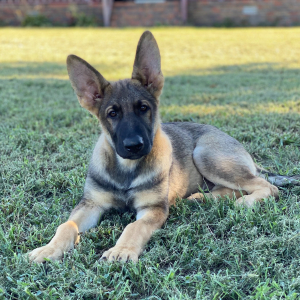 German Shepherd Dog Puppy Jaxs