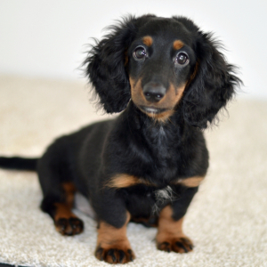 Dachshund Puppy Prince