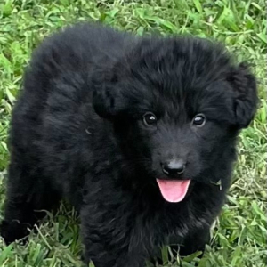 German Shepherd Dog Puppy Dalia
