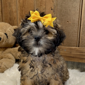 Shihpoo Puppy Hattie