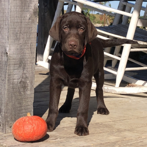 Labrador Retriever Puppy Ponds
