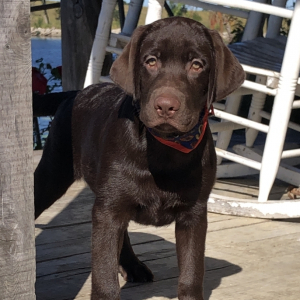Labrador Retriever Puppy Ponds