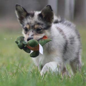 Pomsky Puppy Shawn