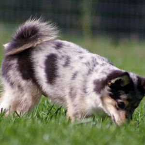 Pomsky Puppy Shawn