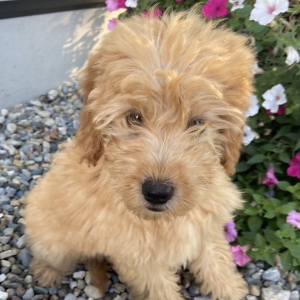 Goldendoodle Puppy Tom