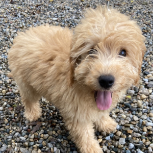 Goldendoodle Puppy Tom
