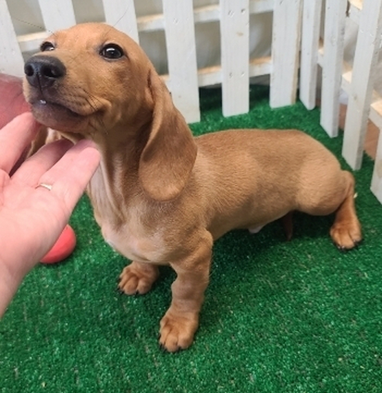 Rusty Dachshund Puppy 683227 PuppySpot
