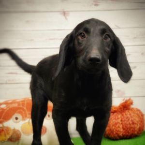 Labradoodle Puppy Pepper