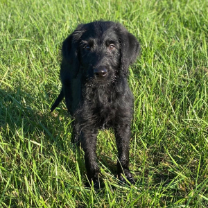Labradoodle Puppy Arrow
