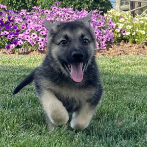 German Shepherd Dog Puppy Peter