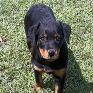 Rottweiler Puppy Alexandria