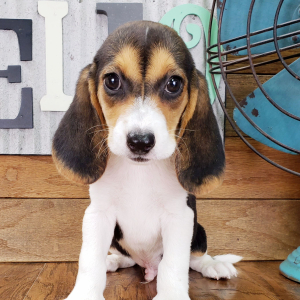 Beagle Puppy Jax