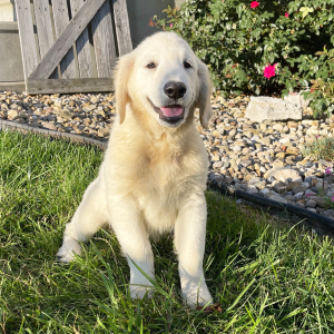 Golden Retriever Puppy Bonnie