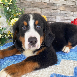 Bernese Mountain Dog Puppy Ethan