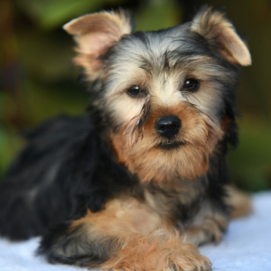 Yorkshire Terrier Puppy Keith
