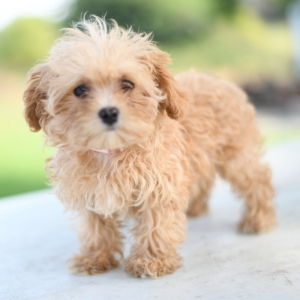 Maltipoo Puppy Ada