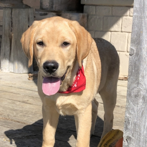 Labrador Retriever Puppy Friday