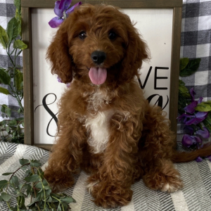 Cavapoo Puppy Ottawa