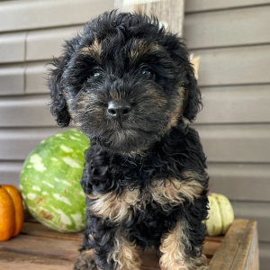 Goldendoodle Puppy Bobby
