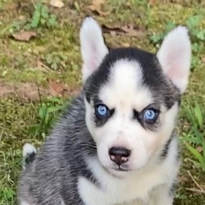 Pomsky Puppy Cinder