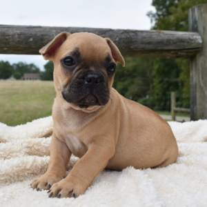 French Bulldog Puppy Bongo